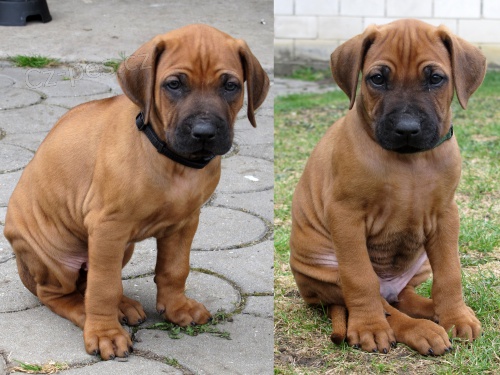 Rhod�sk� ridgeback s PP - posledn� 2 pejsci!