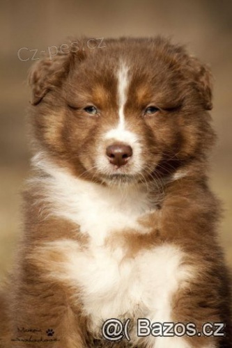 Pejsek s PP IHNED k ODB�RU