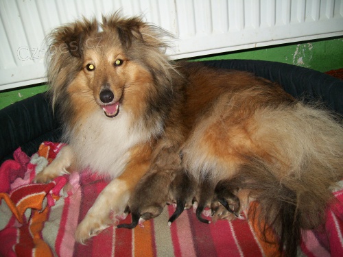 Šeltie/sheltie Šeltie/sheltie