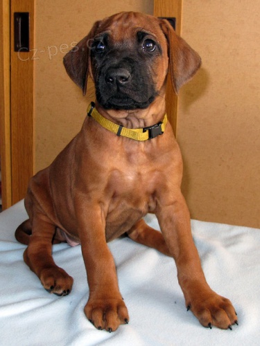 Rhod�sk� ridgeback s PP - voln� kr�sn� fenka!
