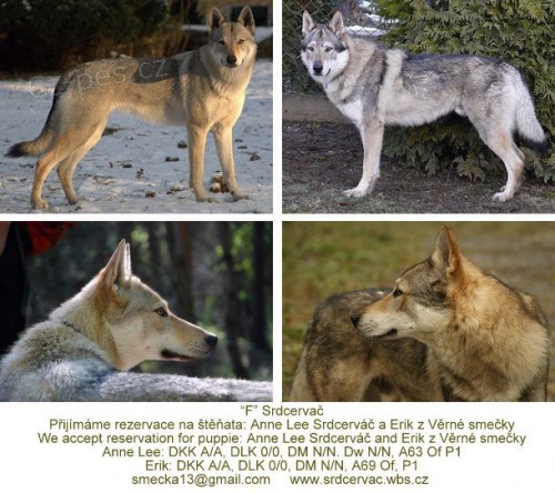 Posledn� pejsek k rezervaci