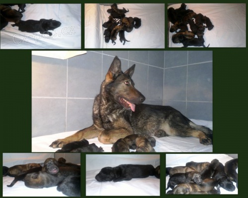 Prod�m �t�nata NO