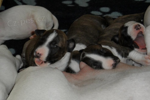 Zad�me �t�n�tka miniaturn�ho bulteri�ra - minibul�k