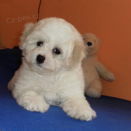 Bichon Frisé - Bišonek Bichon Frisé - Bišonek