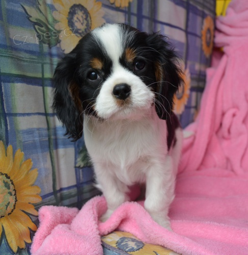 �t�natko kaval�ra s PP