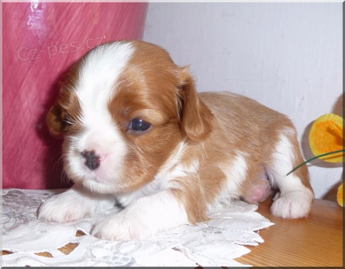 Kaval�r King Charles Spaniel s PP