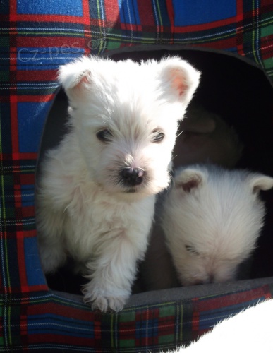 N�dhern� �t���tka west�ka s PP