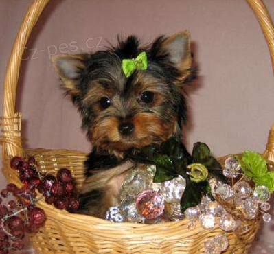 jork��rsky terier