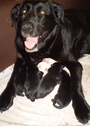 �t�nata labradora