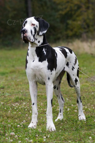 N�meck� doga - �t��ata