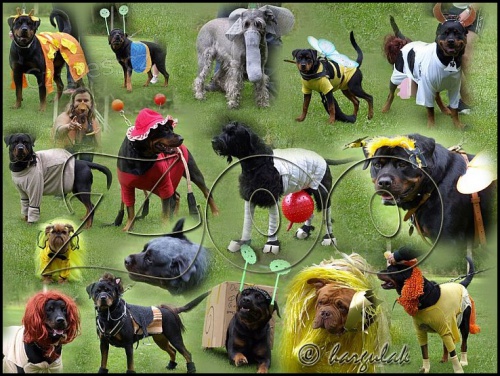 letn� v�cvikov� t�bor