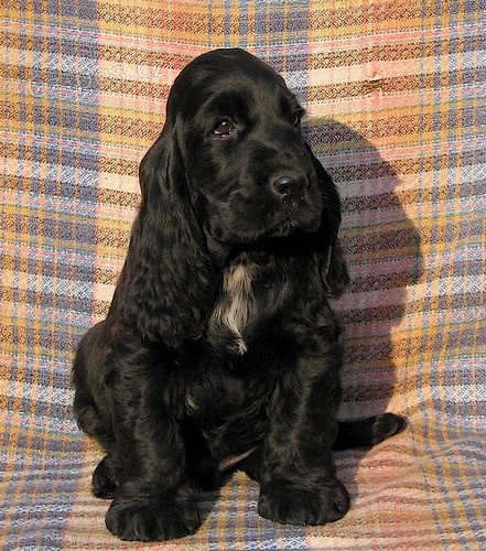 Anglick� kokr�pan�l - pros�m nab�dn�te