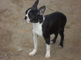 Bostonsk� terier - pejsek s pp