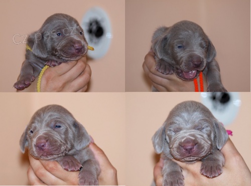 V�marsk� oha� s PP - pejsci