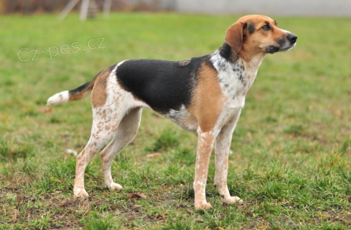 �esk� strakat� pes - �t���tka s PP