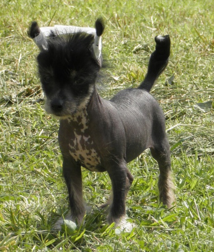 Nah��ek - posledn� fenka k odb�ru