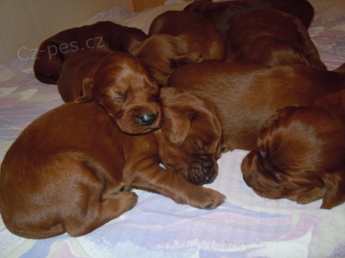 �t�n� - psa irsky setr