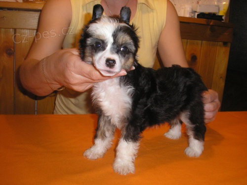 ��nsk� chocholat� pes