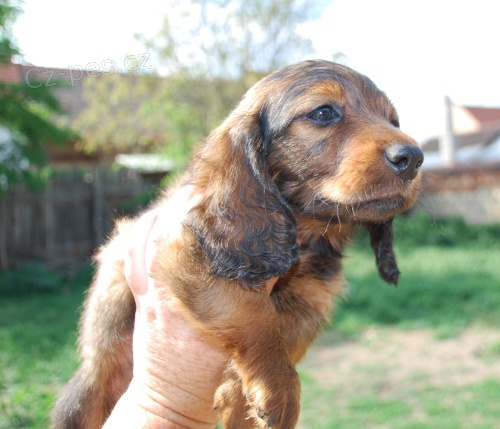 Jezev��k dlouhosrst�