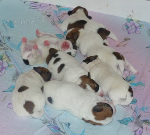 Prod�m �t��ata Jack russel terriera