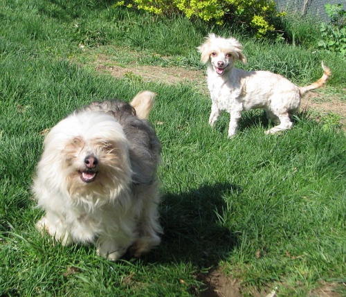 ��nsk� chocholat� pes nah�� i labut�nka