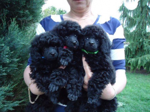 Pudl trpasli��/toy �ern� s PP