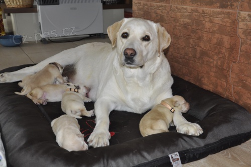 Prod�m �t���tka labradorsk�ho retrievera s PP