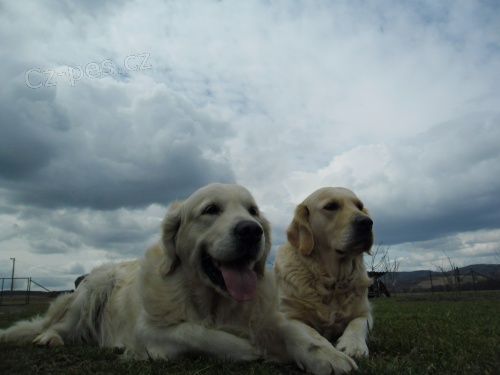 Zlat� retriever- pr�zdninov� �t���tka