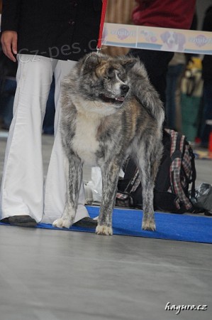 Akita inu-krycí pes Akita inu-krycí pes