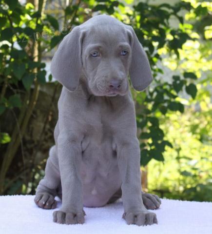 �t��ata V�marsk�ho oha�e