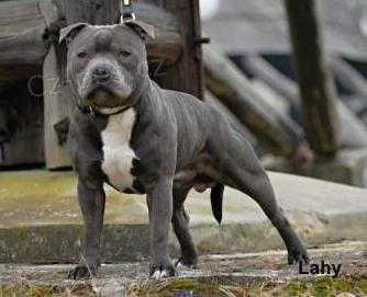 Staford��rsk� bulteri�r Staffordshire Bull Terrier blue modre