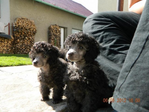 Prod�m �t���tka � Pudl trpasli��