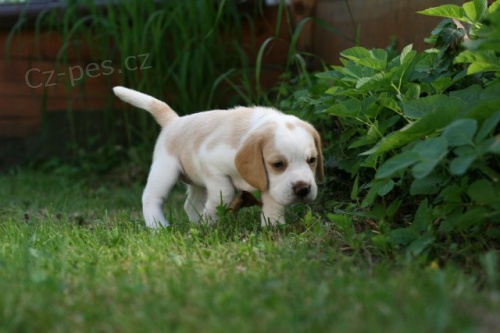 Nab�z�me �t��ata b�gla s PP z atraktivn�ho spojen�  