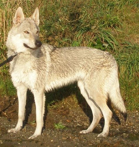 �eskoslovensk� vl��k - �t���tka s PP