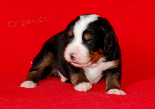 Bernsk� sala�nick� pes - �t��ata