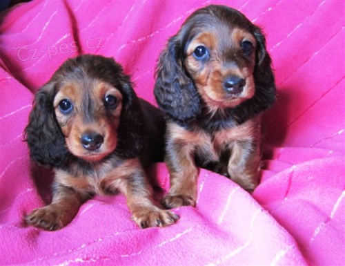 Miniaturn� jezev��k