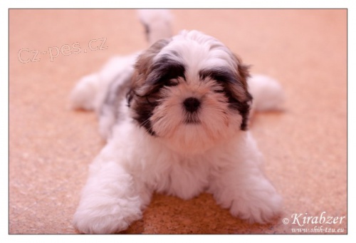 SHIHTZU �t���tka