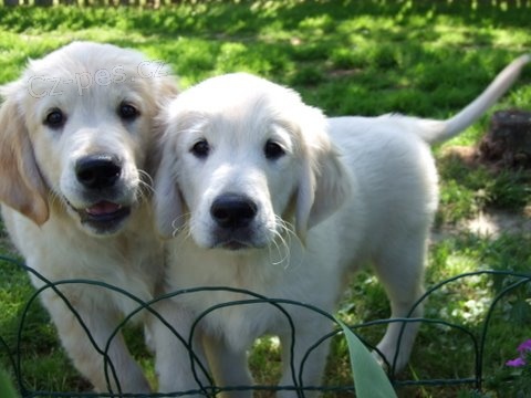 �t���tka zlat�ho retrievera s PP