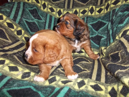 k��ene�ci kokr a kaval�r