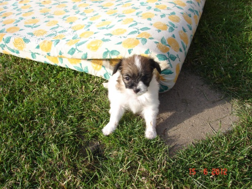 Prod�m �t���tka Papillona Chrudimsk� mot�lek.