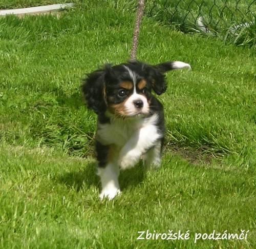 Kaval�r king charles �pan�l s PP