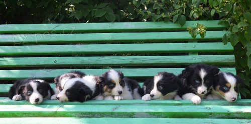 n�dhern� �t�n�tka border kolie