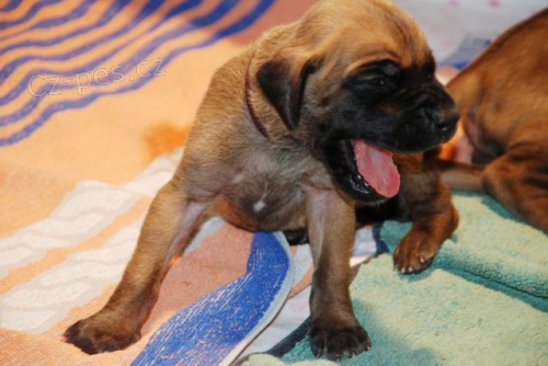 �t��ata n�meck� dogy �lut�