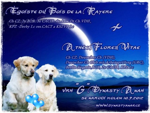 Zlat� retr�vr - �t��ata s PP