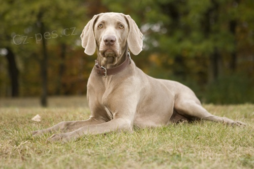 Zad�m �t��ata v�marsk�ho oha�e kr�tkosrst�ho