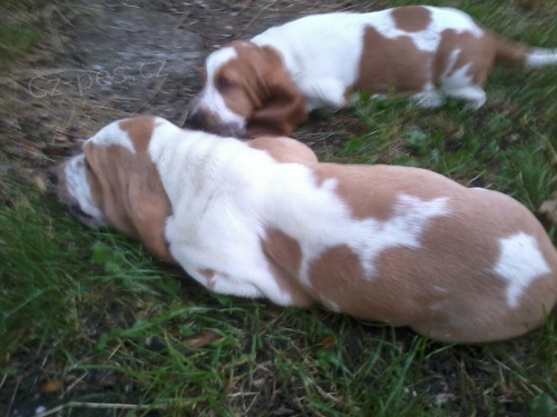 Basset hound
