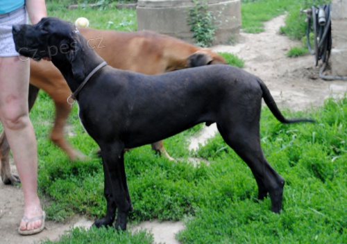 N�meck� doga s PP