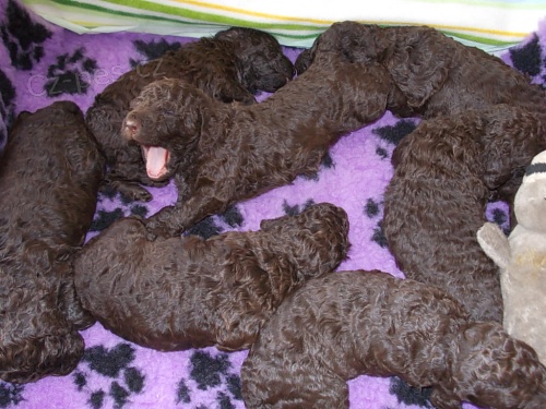 Americk� vodn� �pan�l - prod�m �t��ata s PP