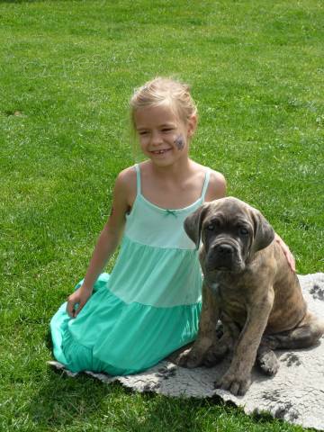 Cane Corso �t�nata s PP
