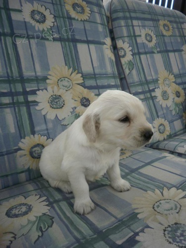 Prod�m kr�sn�ho pejska zlat�ho retr�vra